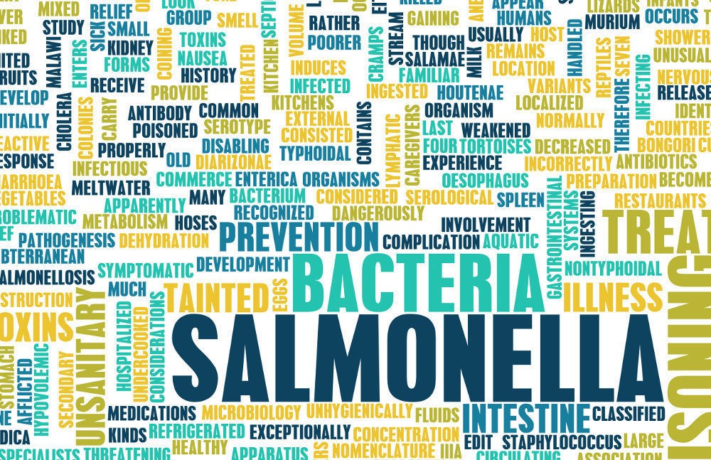 A Salmonella é conhecida há mais de 100 anos e o termo é uma referência ao cientista americano chamado Salmon, que descreveu a doença associada à bactéria pela primeira vez.