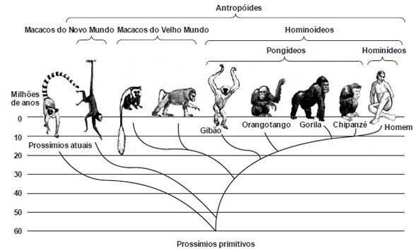 O Caráter Masculino Evolui De Macaco Para Homo Sapiens, Na