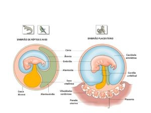 Anexos embrionários são estruturas que derivam dos folhetos germinativos do embrião, mas que não fazem parte do corpo desse embrião, auxiliando no seu desenvolvimento e presente nos répteis e nas aves. 