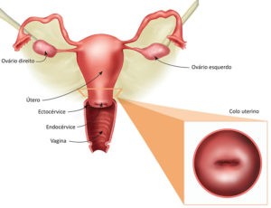 A JEC original é observada no nascimento e está́ localizada na junção entre o orifício cervical externo e o epitélio cilíndrico endocervical. 